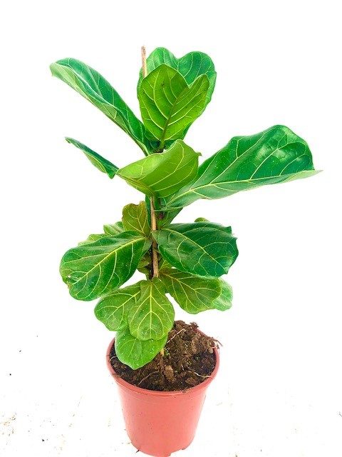 Fiddle Leaf Fig