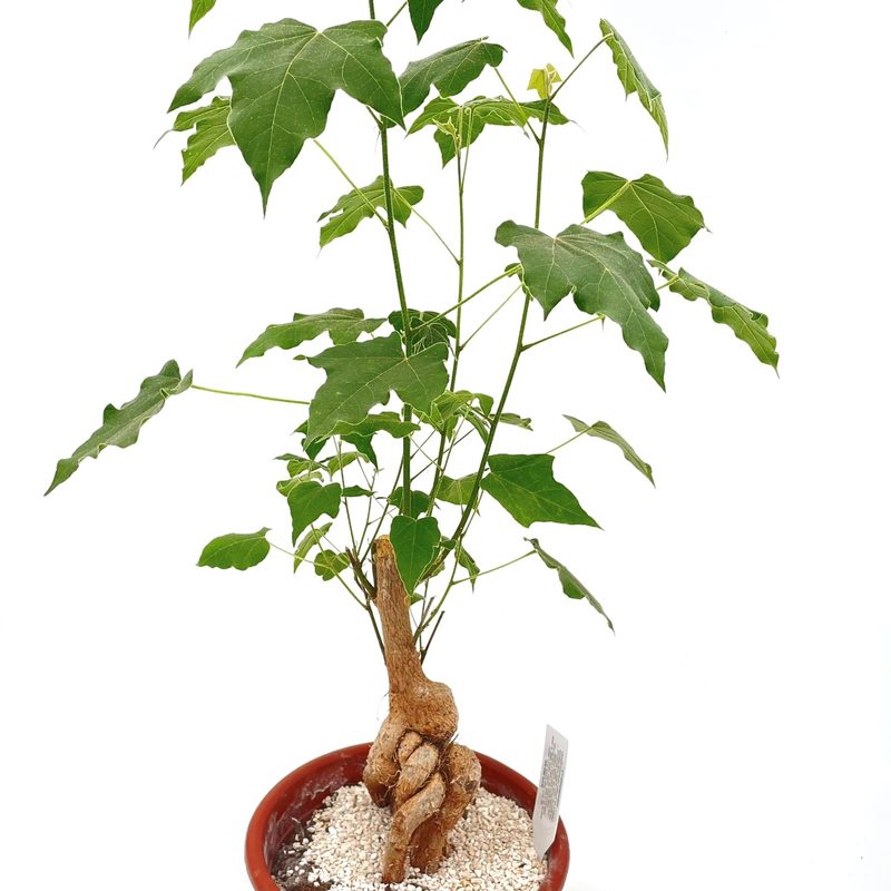 Love Tree: image 1