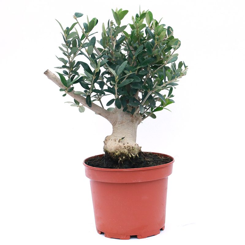 Olive Sapling: image 1