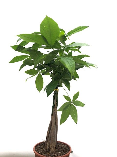 Pachira Money Tree (Love Tree)