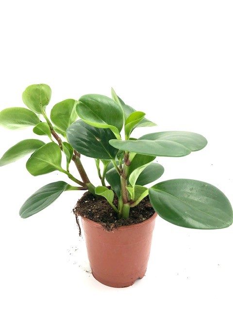 Peperomia