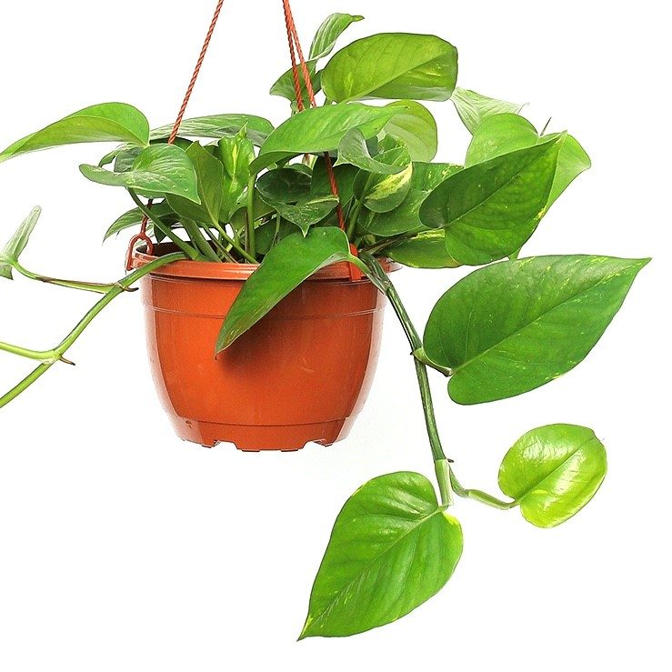 Golden Pothos