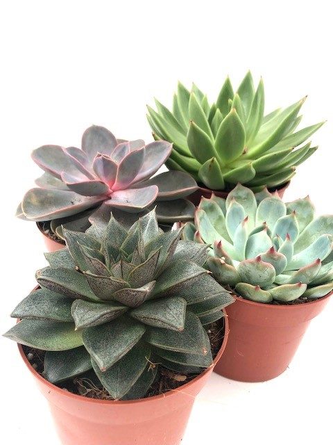 Echeveria