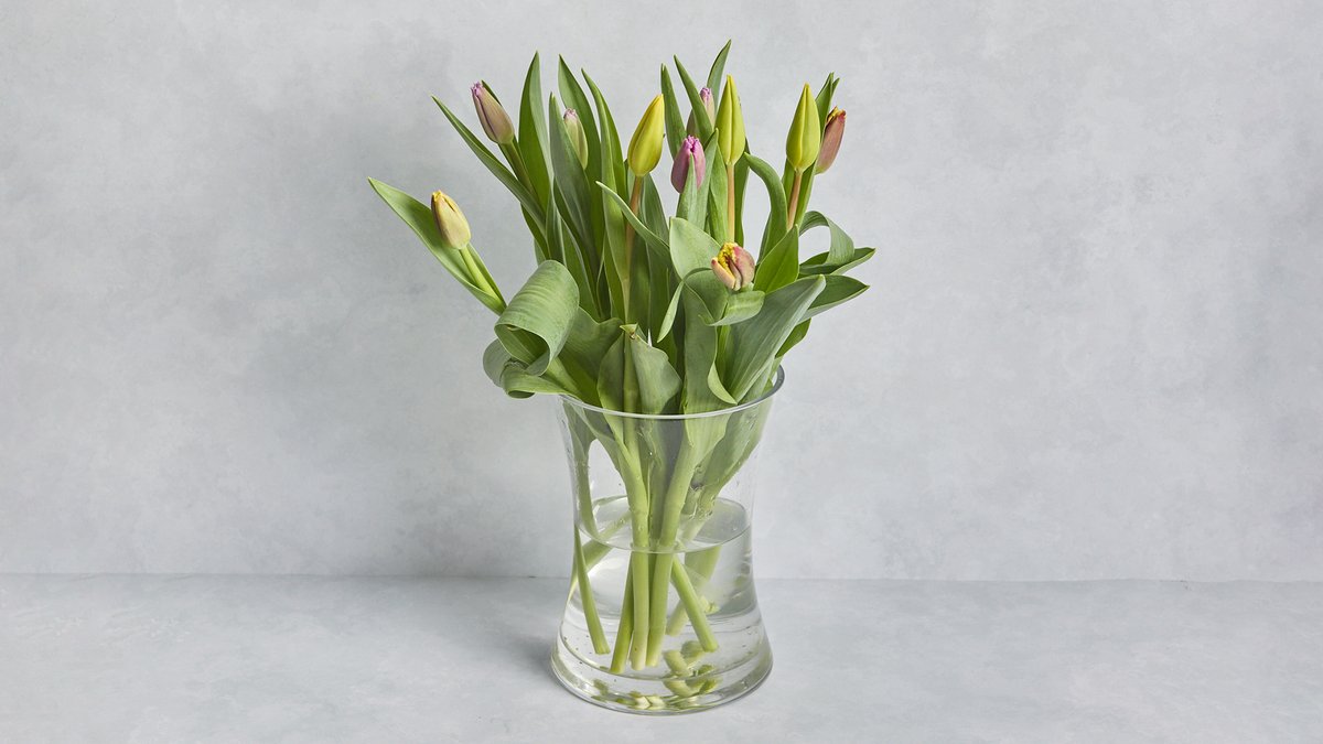 Tulip