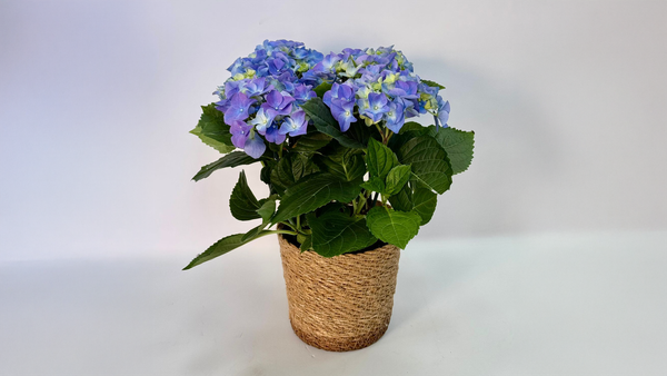 Hydrangea Plant