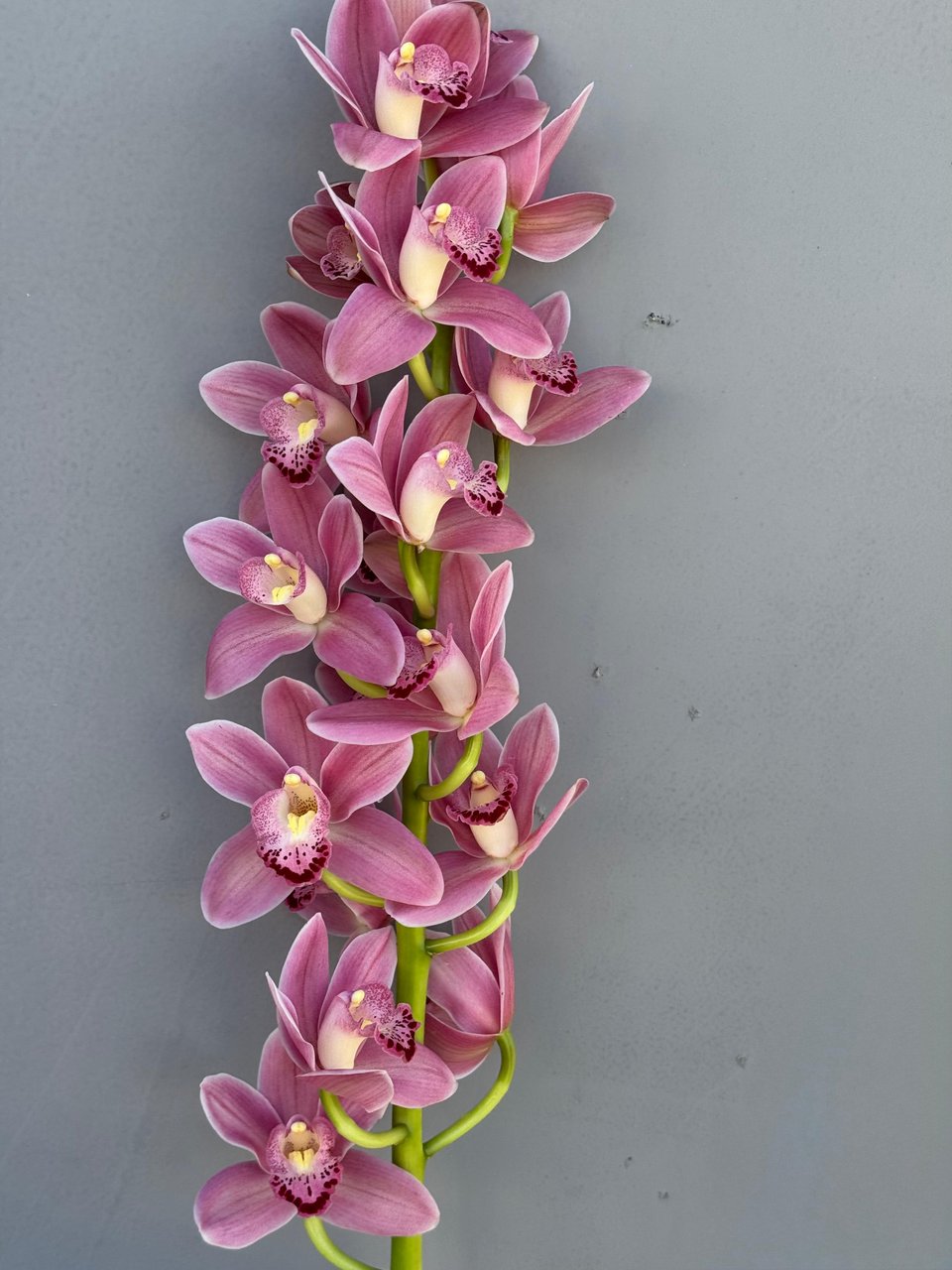 Cymbidium Orchid: image 1